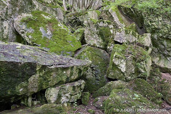 bois et rochers
wood and rocks